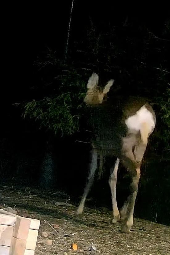 livebirdspoland_4650667950ce07982edfeeffd96d36fa.jpg
