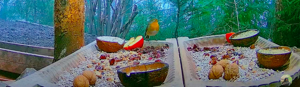 livebirdspoland_dd1c0d3cbd680b258f7fabf4cdc6504d.png