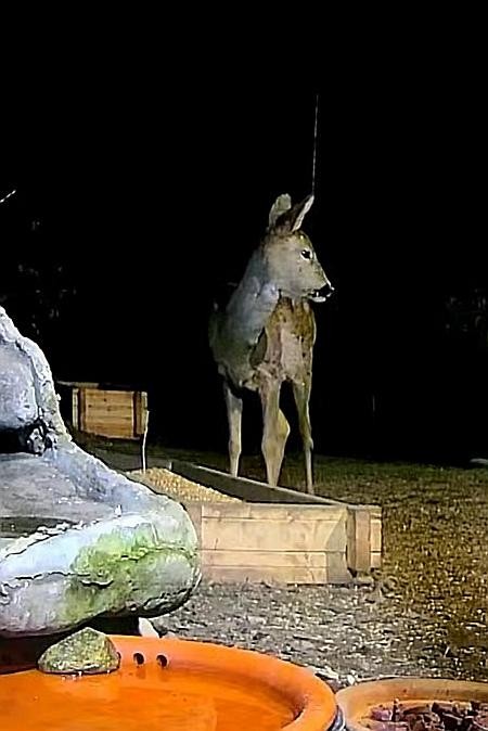 livebirdspoland_166d5354d277e466b9d94c021e80c55e.jpg