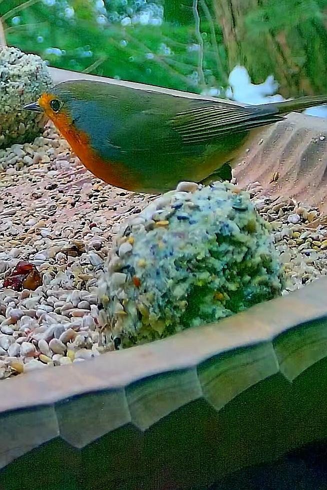 livebirdspoland_ad6f9a9892ca2955c5d39de80c0526b3.jpg