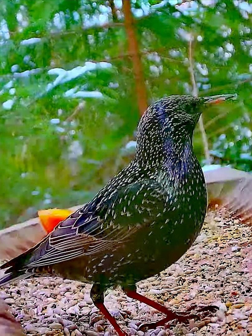 livebirdspoland_e73bebc0cd42649c7458c99a51152195.jpg