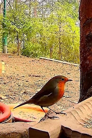livebirdspoland_6593f8991b9062cfd035fea078e1275b.jpg