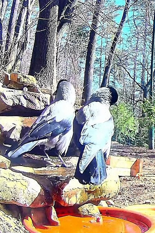 livebirdspoland_626a69bc55ec6b989f8b6edd901a72c5.jpg