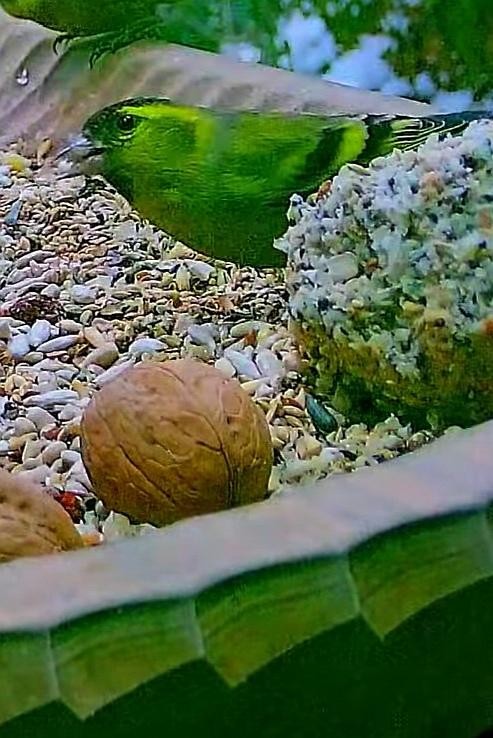 livebirdspoland_f2cb4d6fa983cf61a7fd5895402c452e.jpg