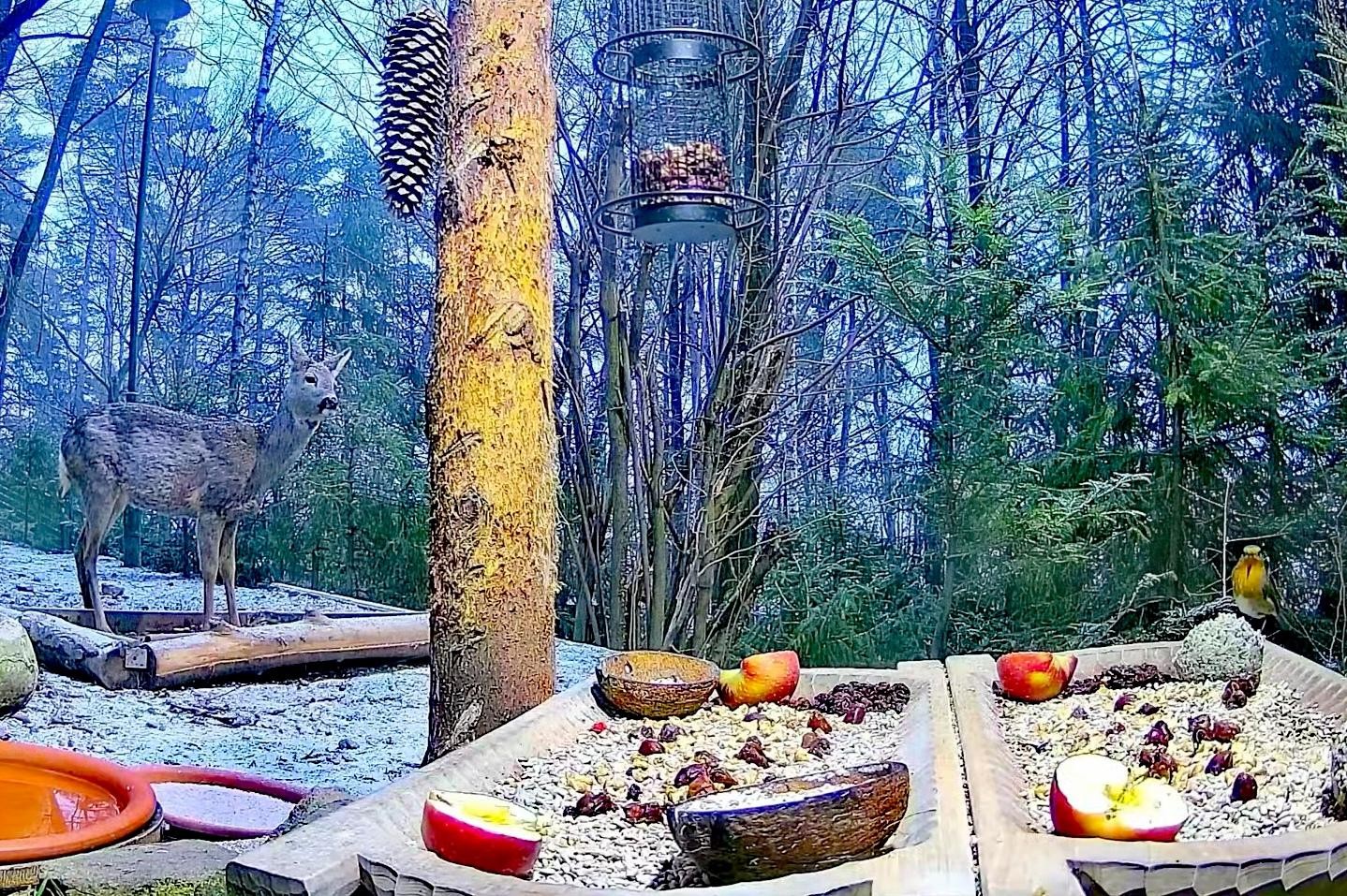 livebirdspoland_e47678712af8f981c1cc6247650bd4a7.jpg