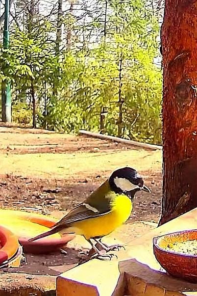 livebirdspoland_fcfb6389b10f7857e2796fab50762ac3.jpg