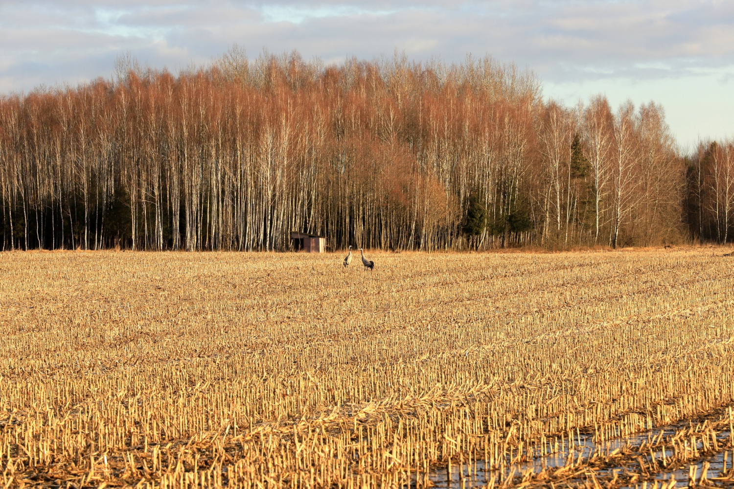 livebirdspoland_32e6d91b640643b98c0cb84dfb004764.png