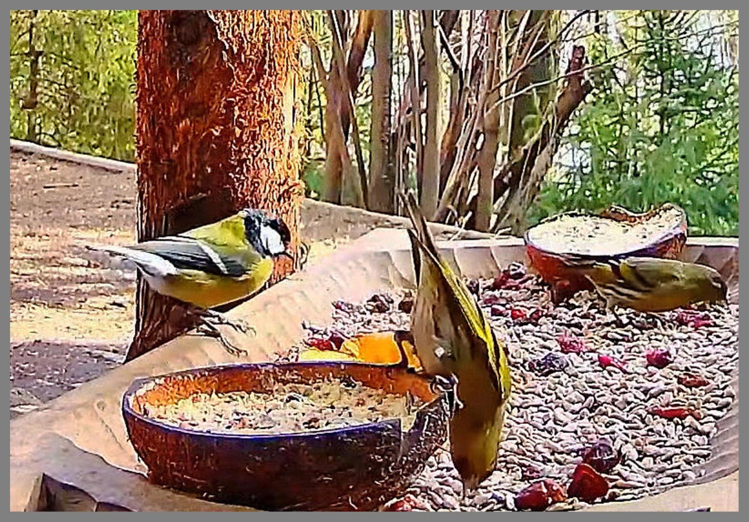 livebirdspoland_c0c94a71fe6318175aba11ed2b6613c1.jpg