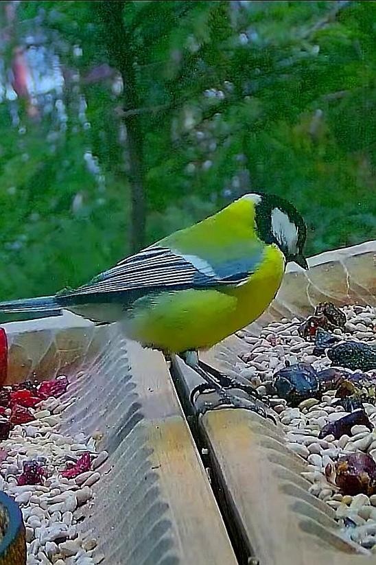 livebirdspoland_4eead25667c74c22ecdbd1ef3c93b3f1.jpg