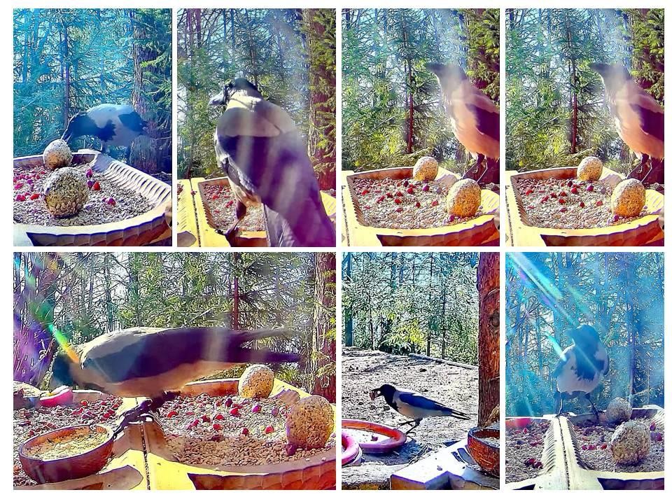 livebirdspoland_ad4c9ff8486f7205809735f5de83c6ad.jpg