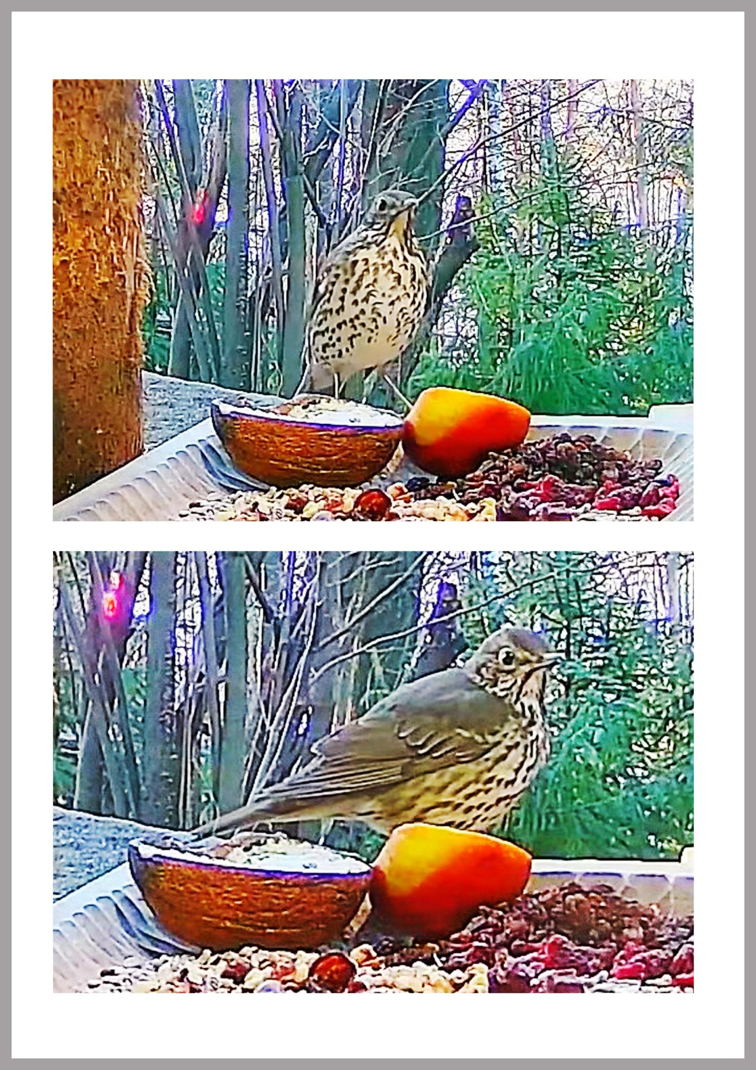 livebirdspoland_8c87f7e093e8c5009daafaa217ad8638.jpg