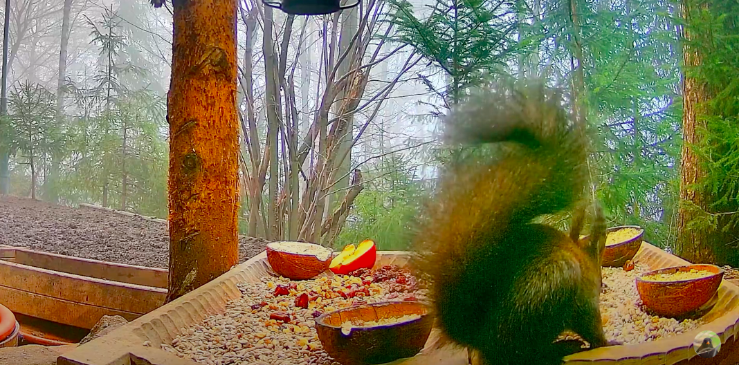 livebirdspoland_eee466c1aa0c4c454ccb935d5f657b6e.png