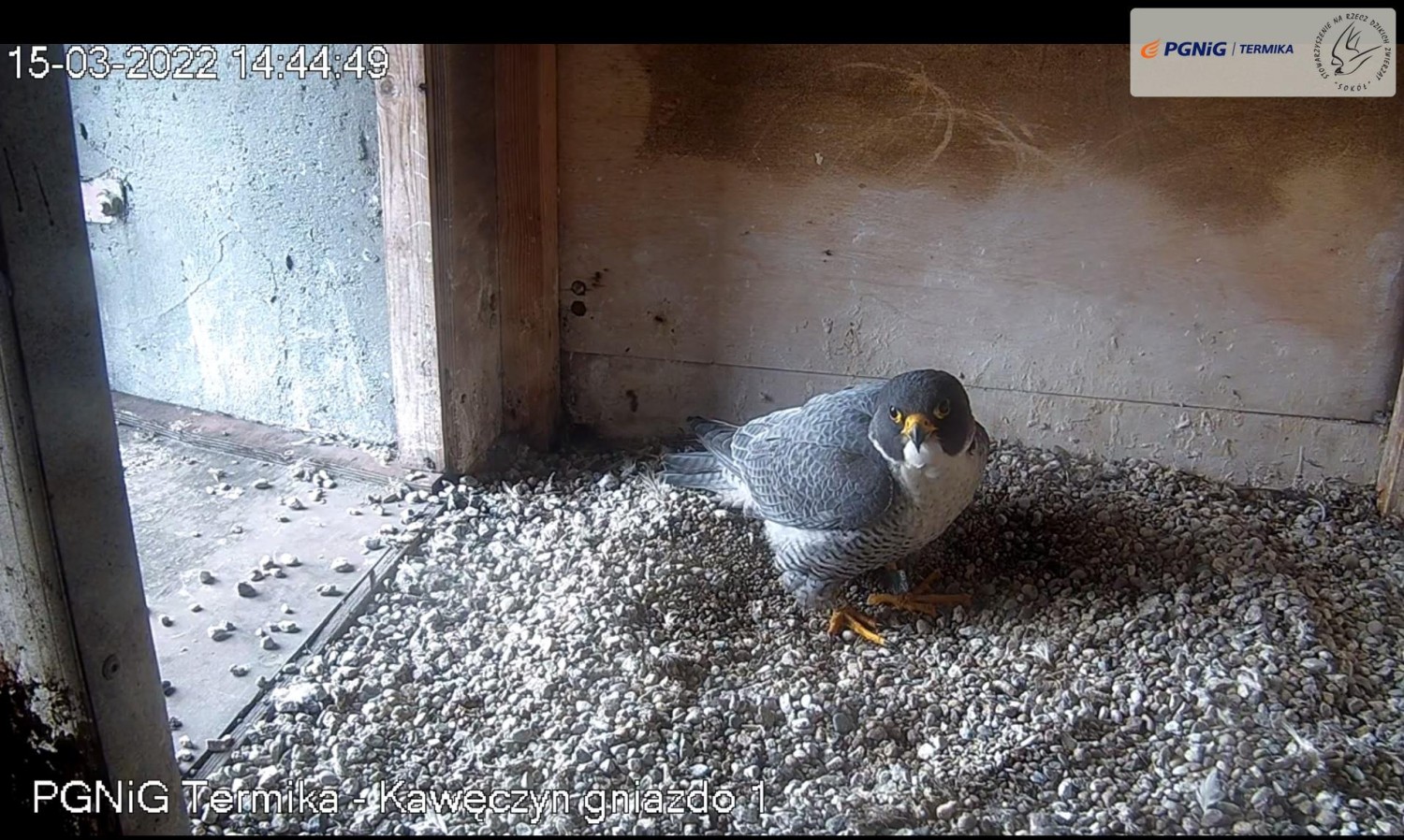 livebirdspoland_0c72b7be0ce67f86994a5eb5b6ab02b0.jpg