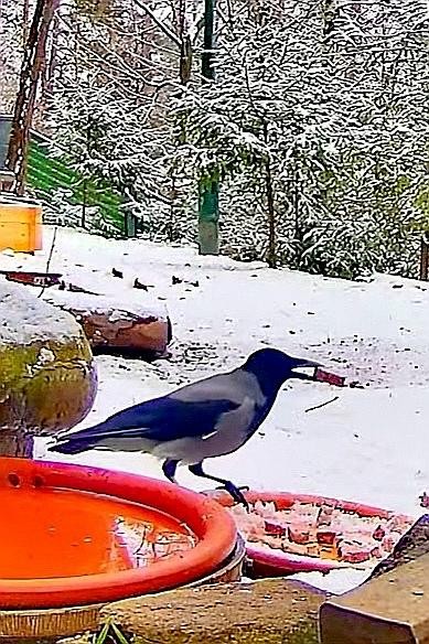livebirdspoland_4fc6d2b5938bccc3be4b01198e6794e3.jpg