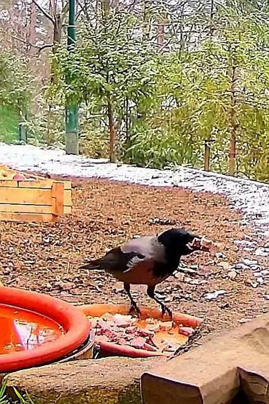 livebirdspoland_adbef13553f9501d18dd85dda8444518.jpg