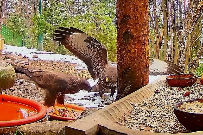 livebirdspoland_7b5e91a15e15aa7fd9e6b0591775d339.jpg