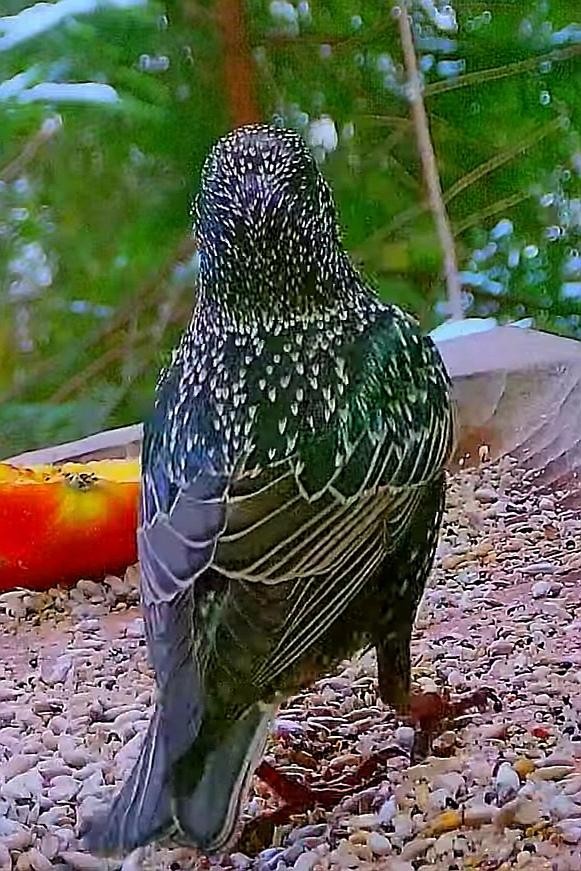 livebirdspoland_8f149a1812f9c98418428efa2c3587d2.jpg