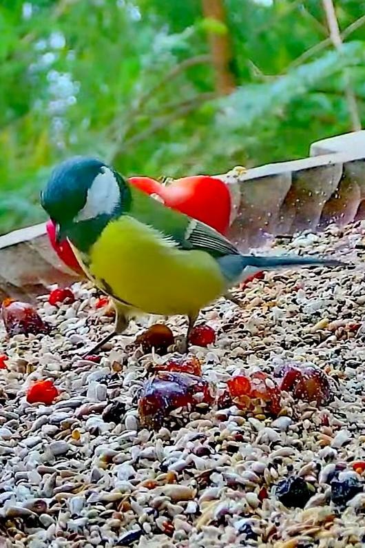 livebirdspoland_76c4bd27045e779dedbe11554a34e1cd.jpg