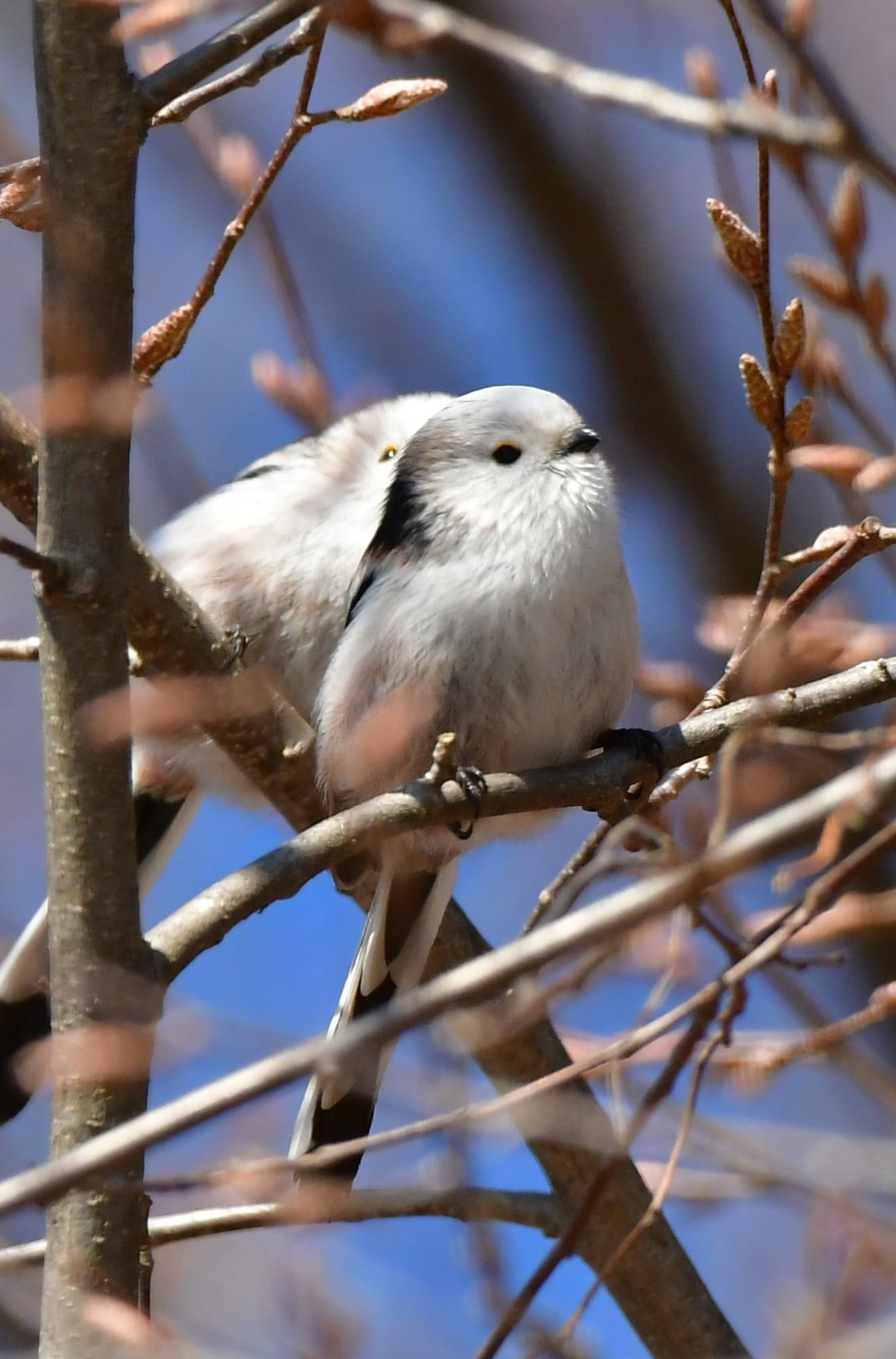 livebirdspoland_ed06b2fc7c27d6e8fa0868db13a48e9a.png