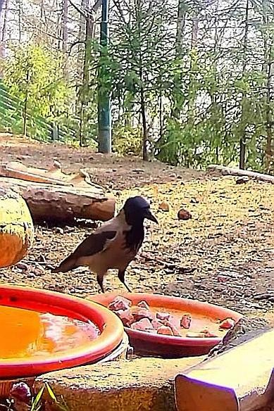 livebirdspoland_639a00e48277c8942571cc437f6717b1.jpg