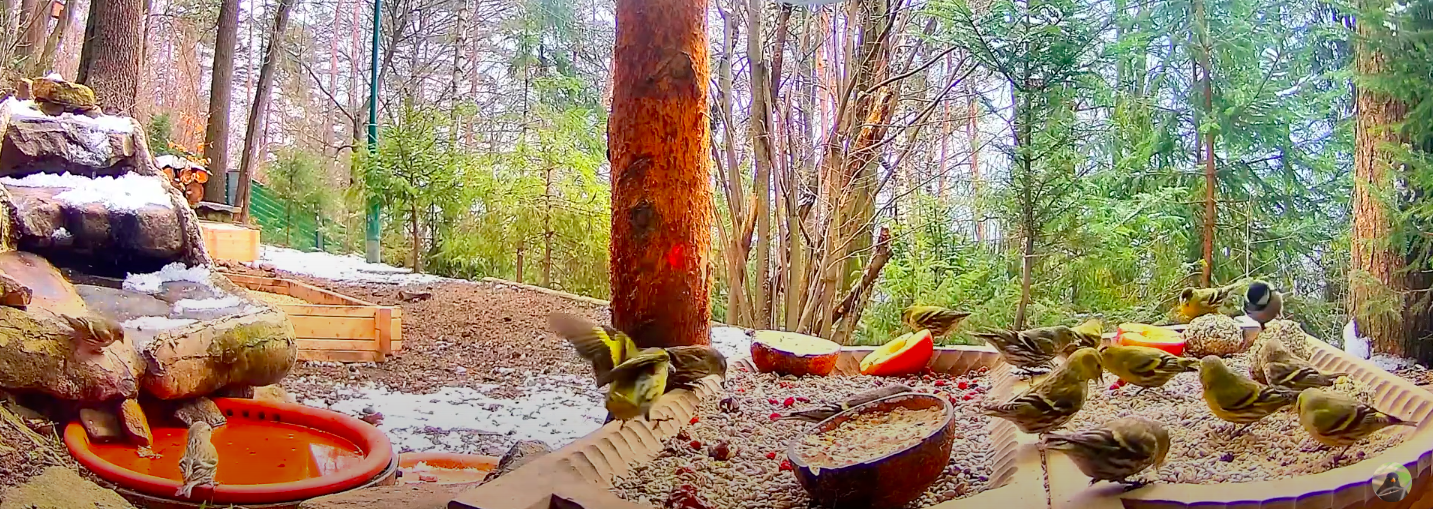 livebirdspoland_760c7f9dea2bcc453133fb6865c13673.png