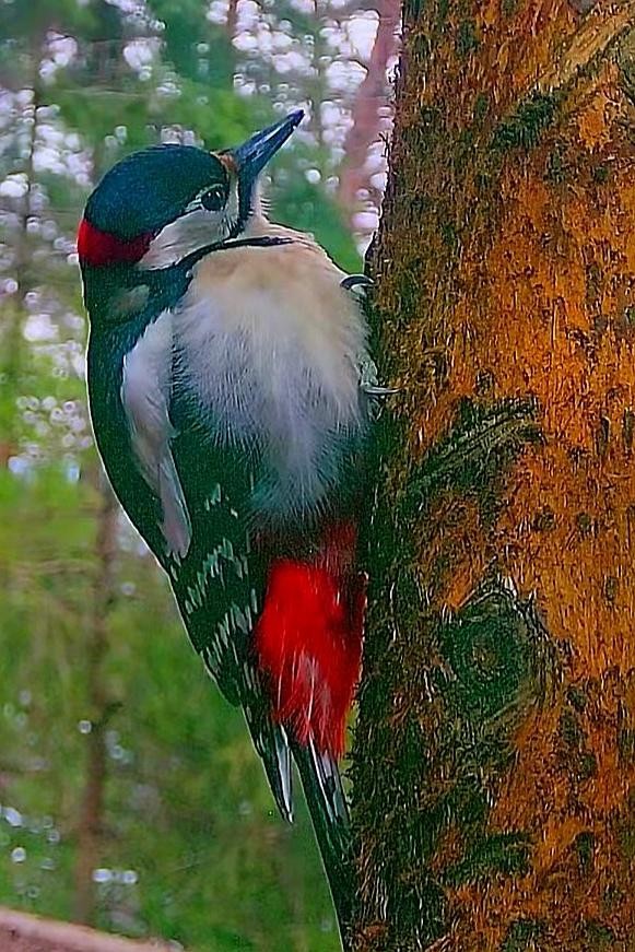 livebirdspoland_5aaf65c9660deb8133105671177596e9.jpg
