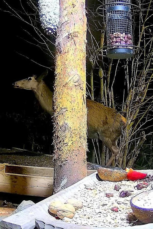 livebirdspoland_d877d85d833b9ada5a55eb4ac457b900.jpg