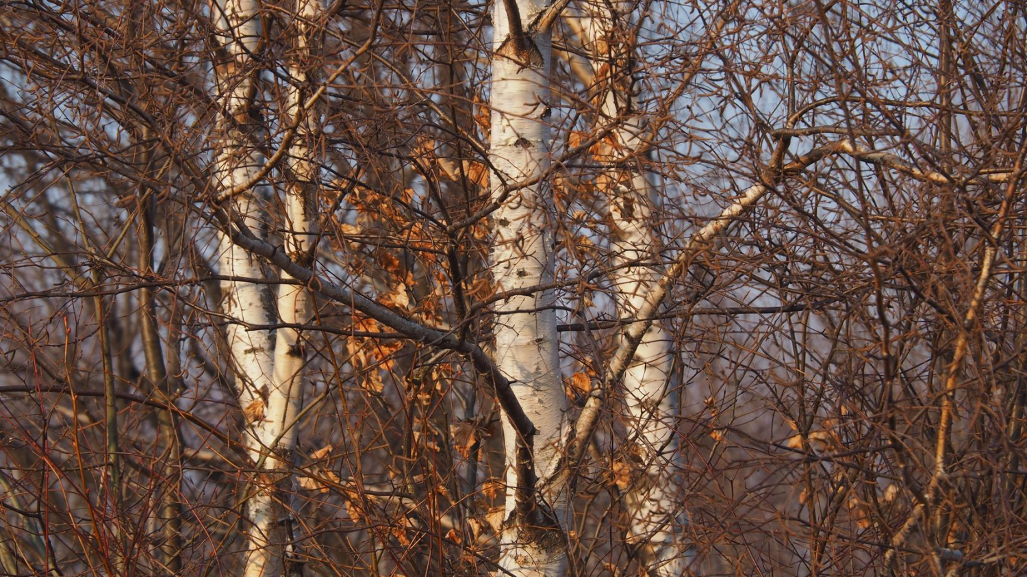 livebirdspoland_2ba6d432fe9b895f1205df3c8ca8a30a.png