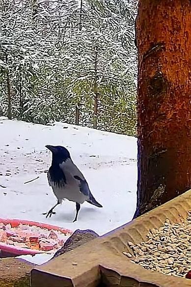 livebirdspoland_834c0f2701db95b782c64e7084fd7bd9.jpg
