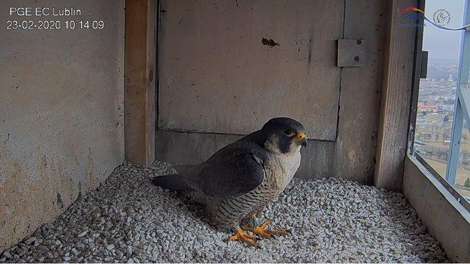livebirdspoland_4599df90cd51771faa56c3c3453ed0eb.jpg
