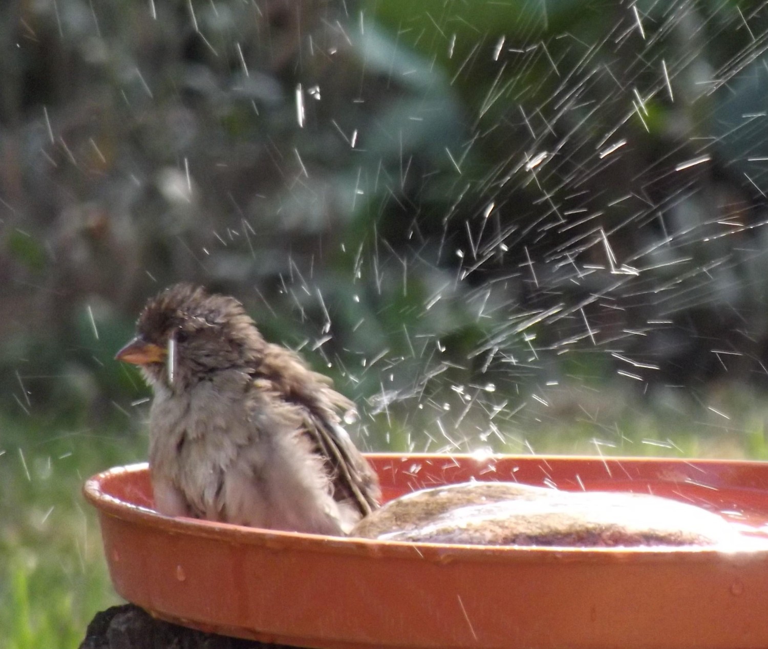 livebirdspoland_6bc8fcd950be0d7999334bf1375cfd56.jpg