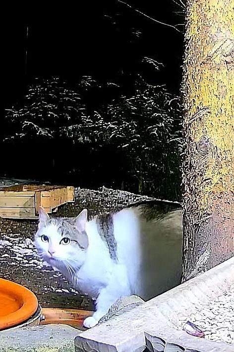 livebirdspoland_88d17b9e94eaab2021b517cb80eb9c3f.jpg