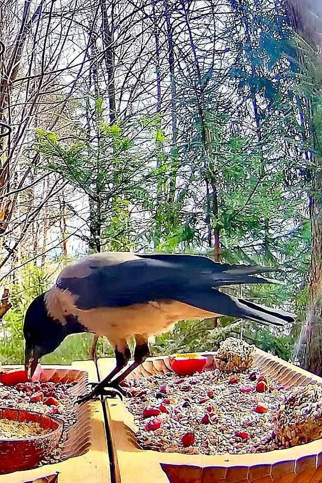 livebirdspoland_22dbfcb43821d989f73189b8ea10a73f.jpg