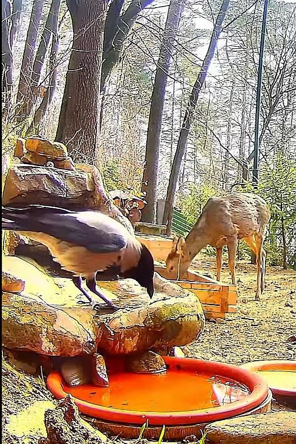 livebirdspoland_c1e345973c302ffe91dba247c100cb6c.jpg