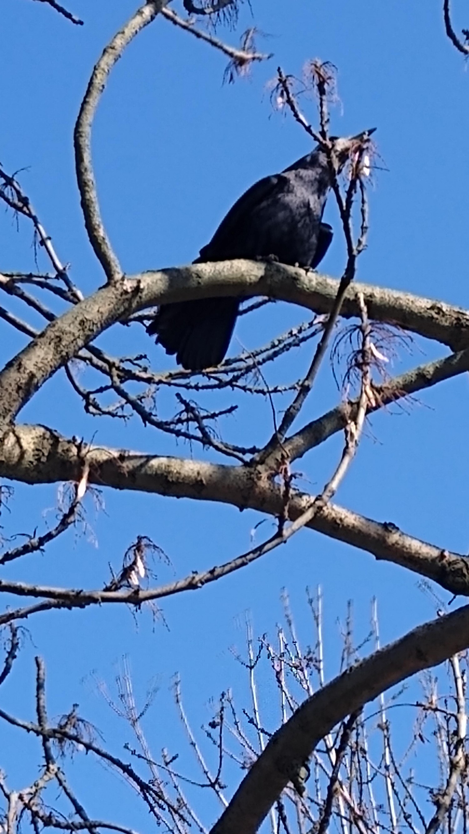 livebirdspoland_1a9b8d4990b8a21a1e7b75bf6b99fa15.jpg