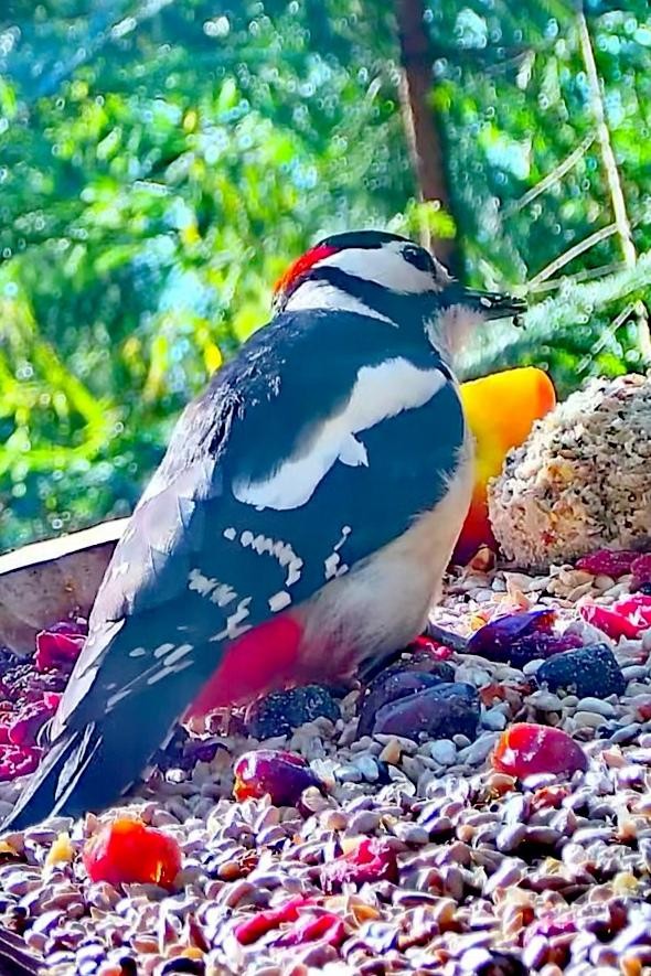 livebirdspoland_75e519aaa37b5baf0eabd6ae2b457271.jpg