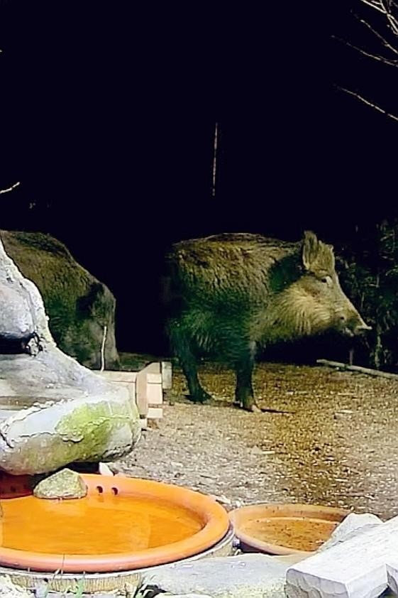 livebirdspoland_687a86f9f98e55f8dd32346f3894011f.jpg