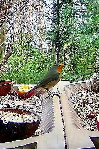 livebirdspoland_f46dfc257d7b30f6fcfb57ff2ae79d06.jpg