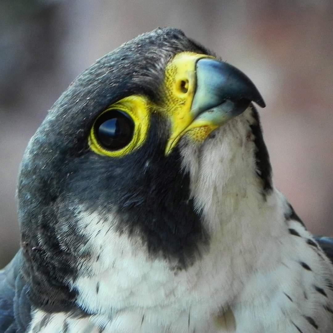 livebirdspoland_b8420ea5e2de7cee1c2a2016ce804c9f.jpg
