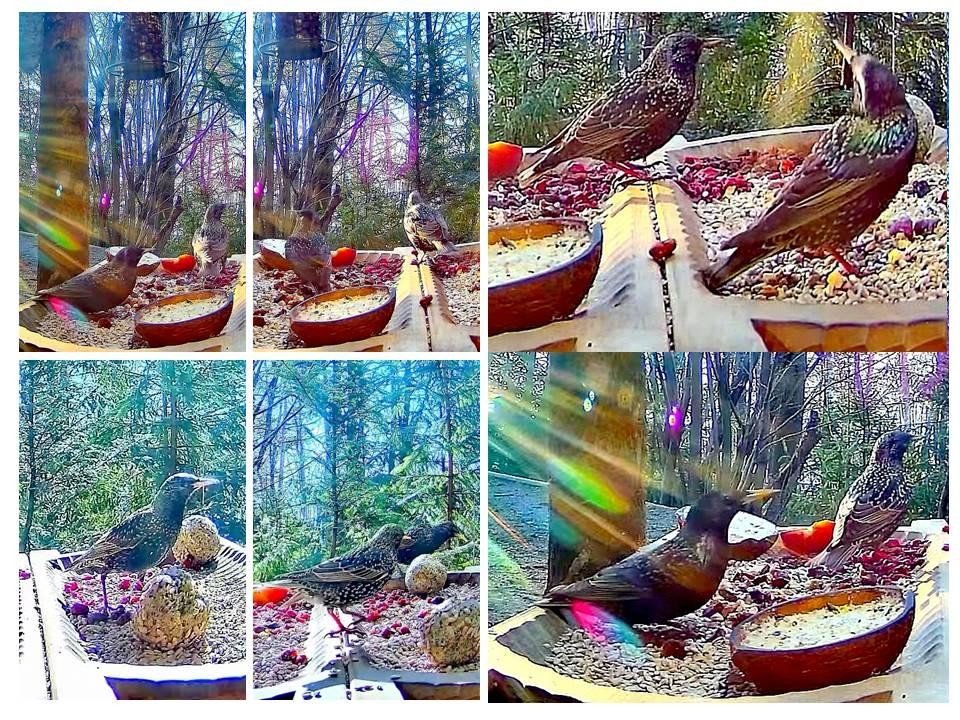 livebirdspoland_0e3ecd1de97f20f730aeb2f538cabf98.jpg