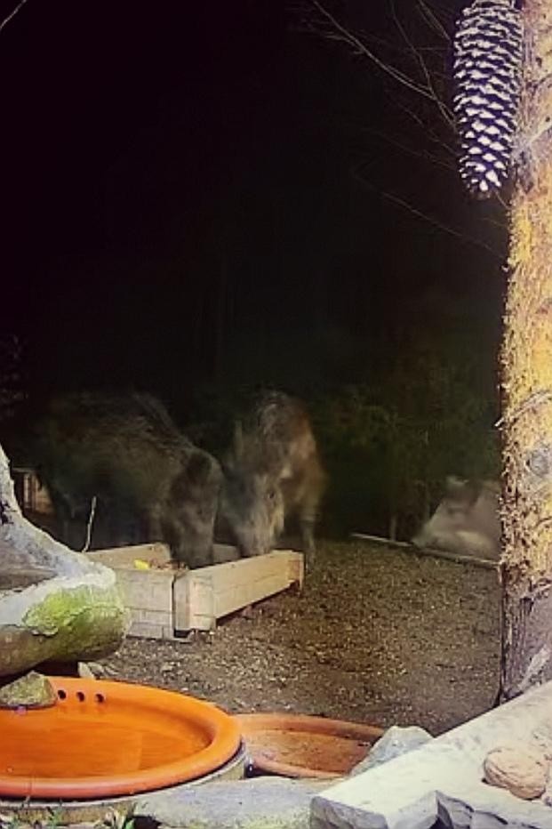 livebirdspoland_f3187b05e290c2b0198410f343ab9c47.jpg