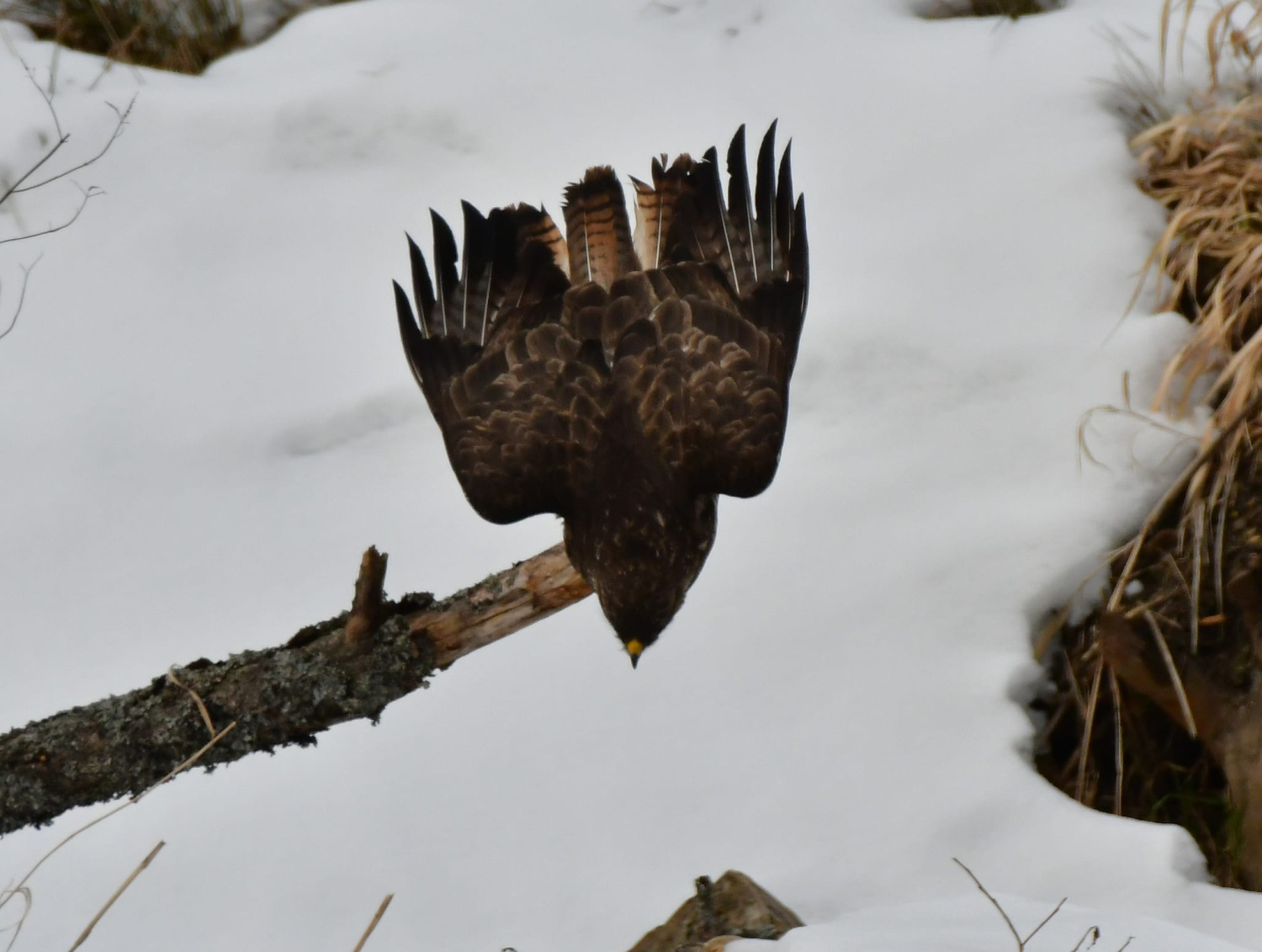 livebirdspoland_b34019111e9a6197e1ddec145a30fed7.png