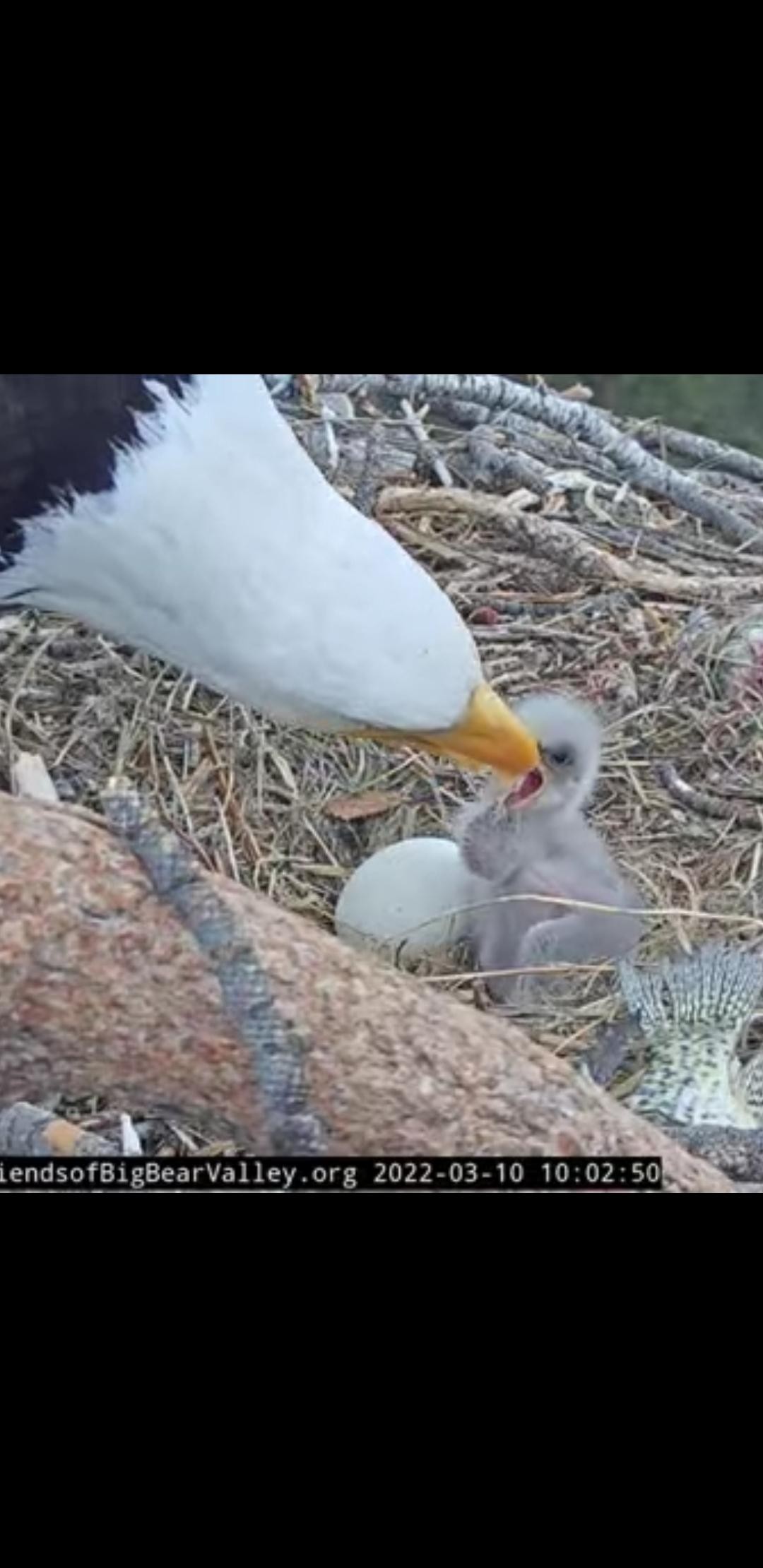 livebirdspoland_d7f71ea16ecbefcac6fa942a4b490672.jpg