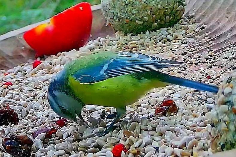livebirdspoland_1507ec7d6a19711af951cffd87f408f3.jpg
