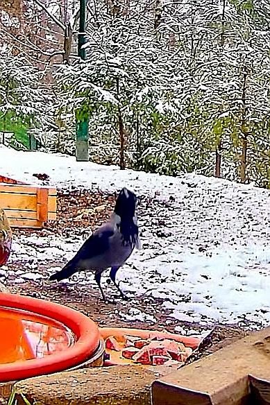 livebirdspoland_4c4eda9182ae33699adfb02d1e98152b.jpg
