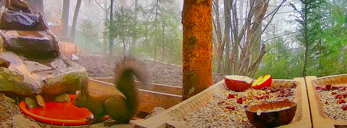 livebirdspoland_bc7d6c92d3283192af608e4a83b3f982.png