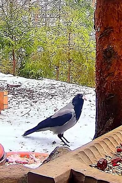 livebirdspoland_b357a838b509ada677b620f3daa5e20a.jpg