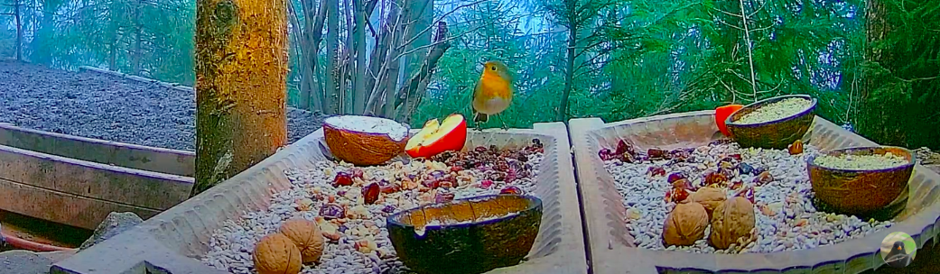 livebirdspoland_04256b68912ae741c5d9c3ca2e19c780.png
