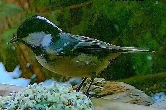 livebirdspoland_d196feb9c634cf778f22437c92efb967.jpg