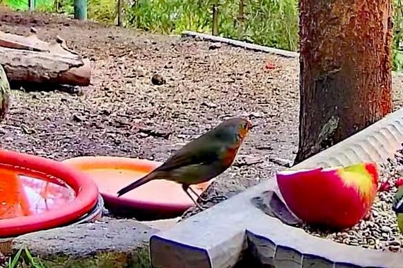 livebirdspoland_48ad86e3d55c6ff4f3b9f41510197813.jpg